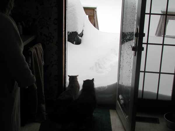 cats at door.jpg